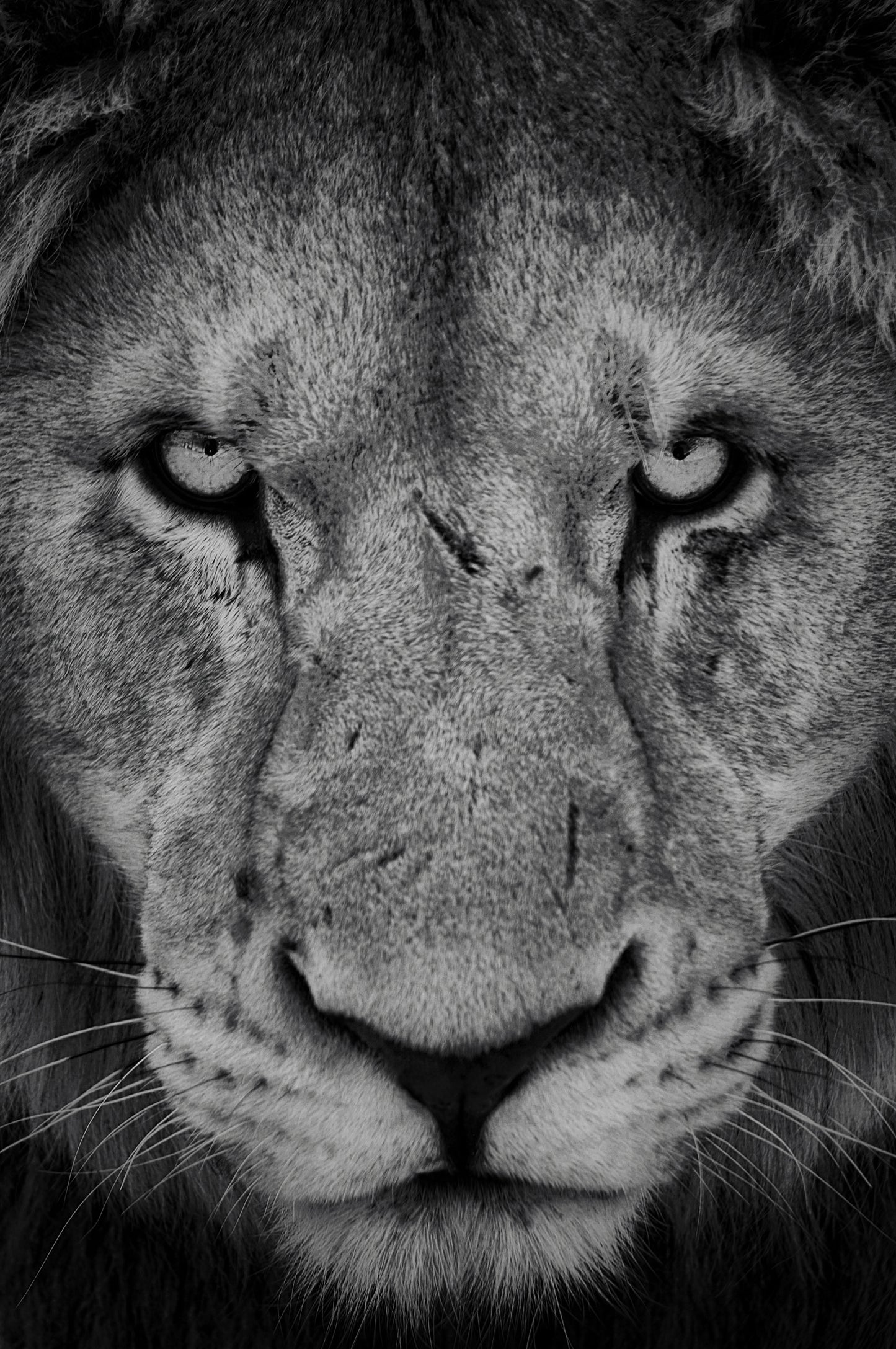 The Hunter