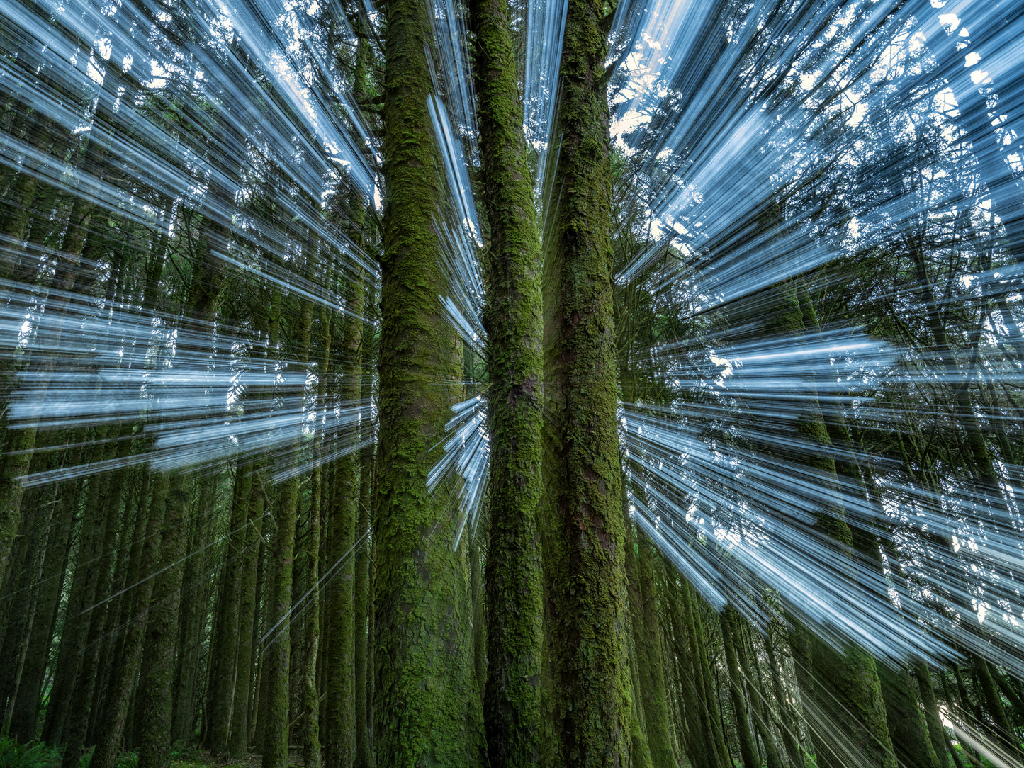 Photosynthesis