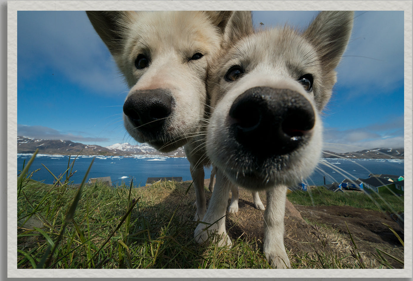 Arctic Snuggle