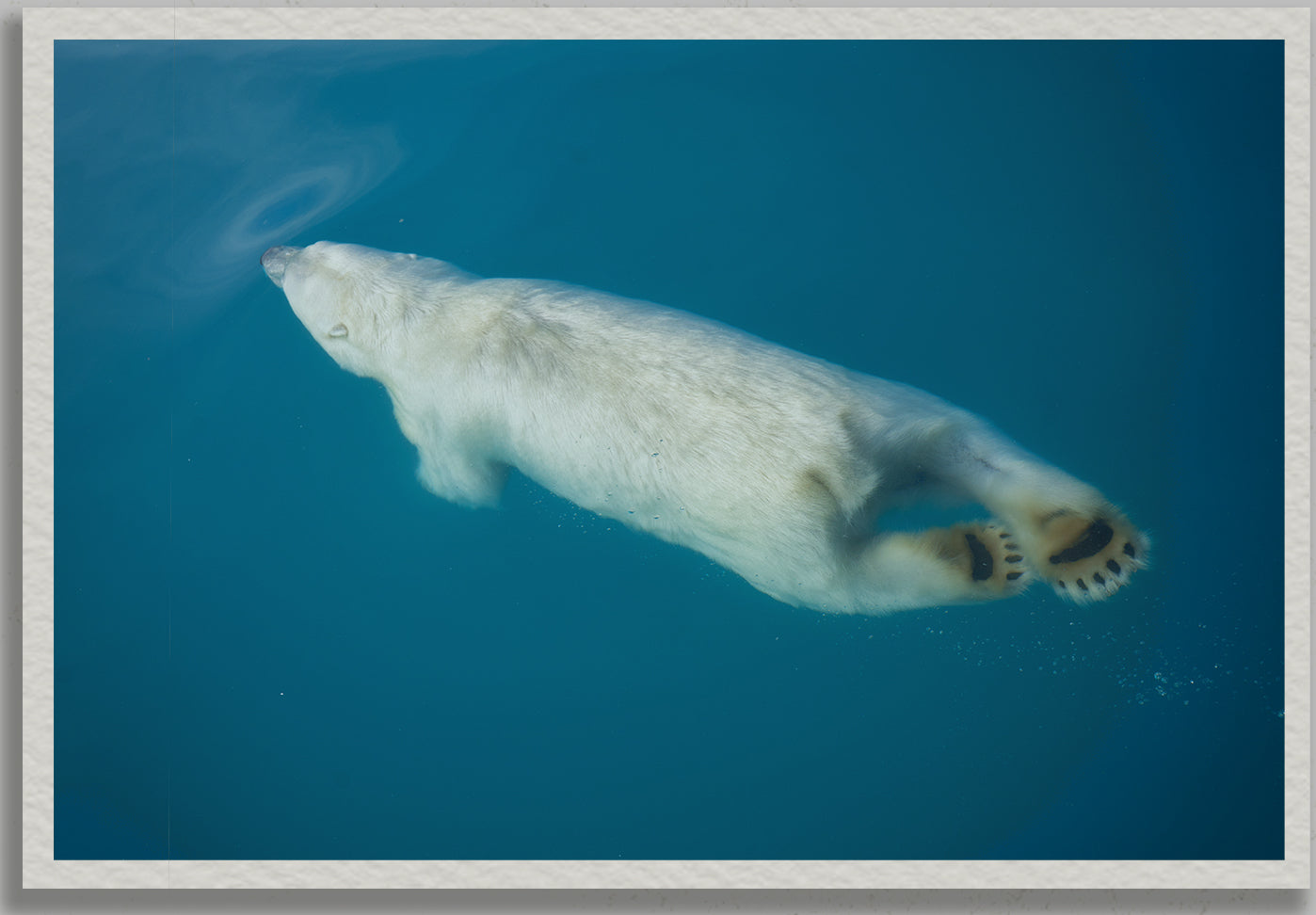 Polar Plunge