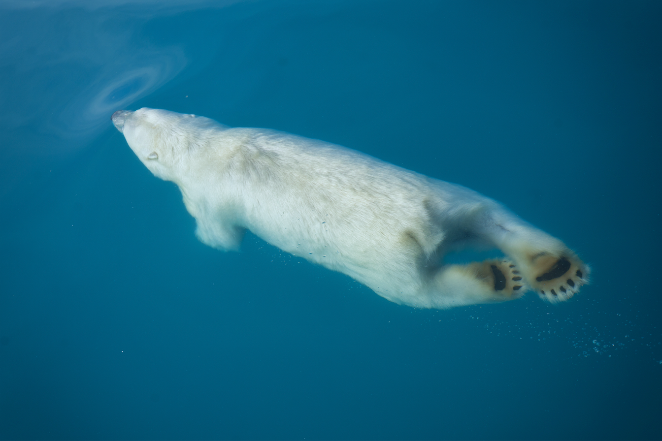 Polar Plunge