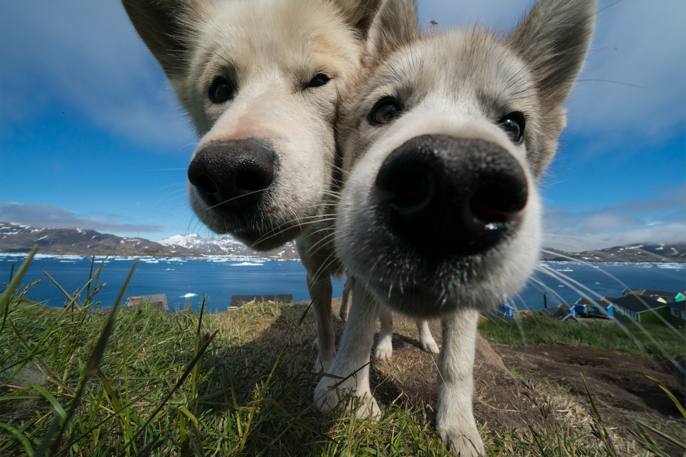 Arctic Snuggle