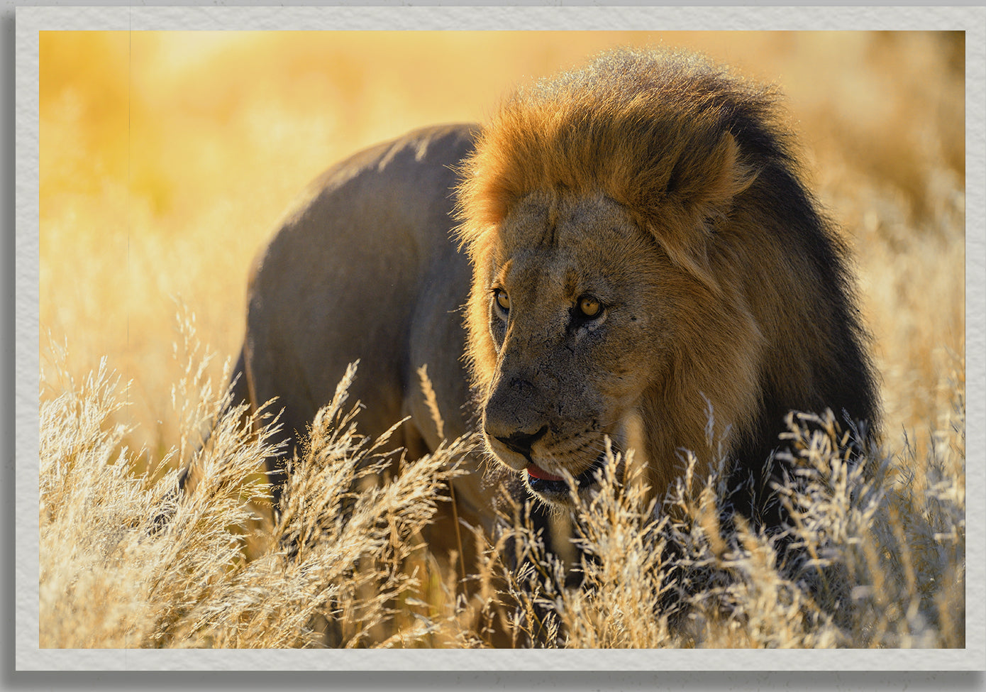 Golden King